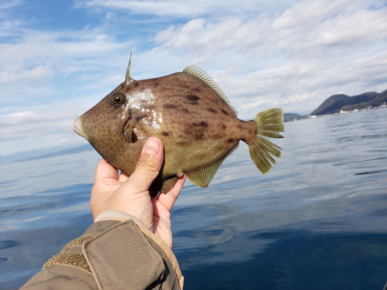 カワハギ