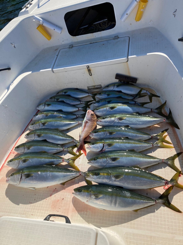 ハマチの釣果