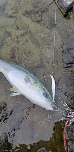 ワラサの釣果