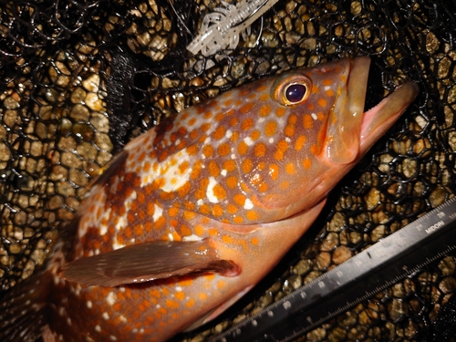 キジハタの釣果