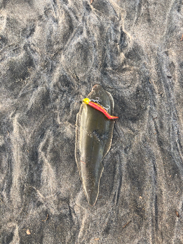 シタビラメの釣果