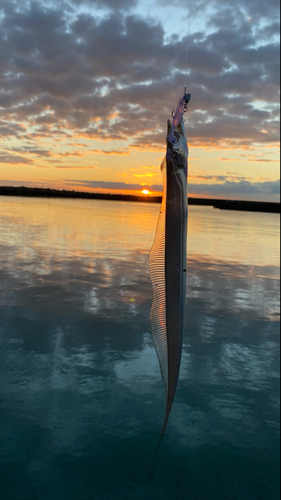 タチウオの釣果