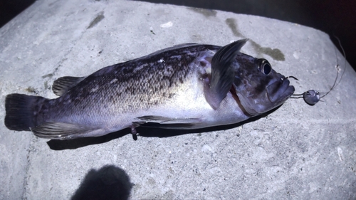 クロソイの釣果