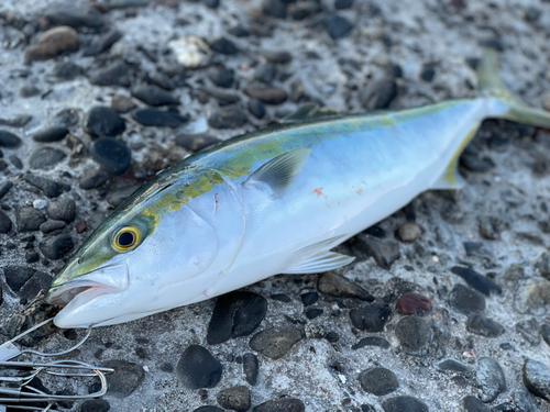 ワラサの釣果