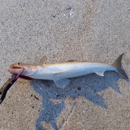 エソの釣果