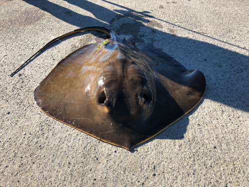 エイの釣果