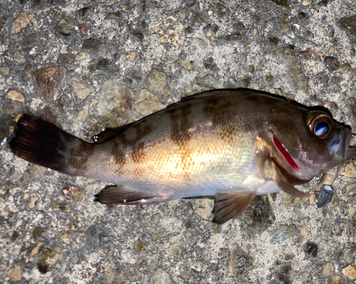 シロメバルの釣果