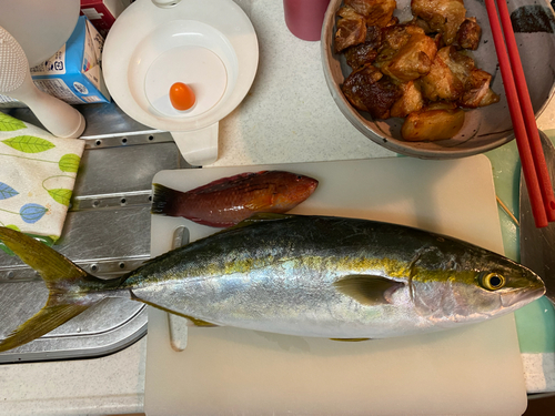 ハマチの釣果