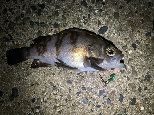 メバルの釣果