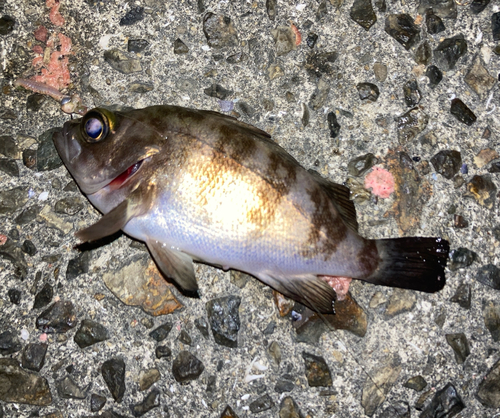 シロメバルの釣果