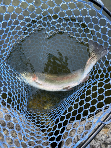 ニジマスの釣果