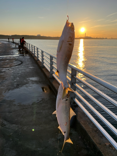 コノシロの釣果