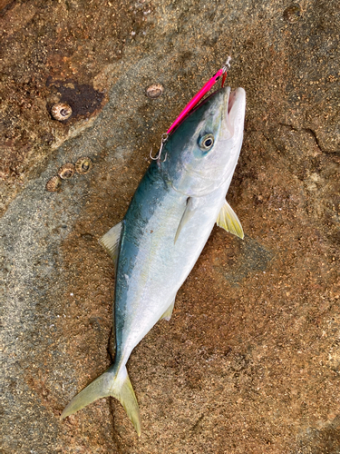 ハマチの釣果