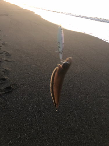 シタビラメの釣果