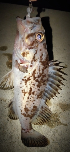 クロソイの釣果