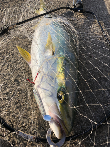 ハマチの釣果