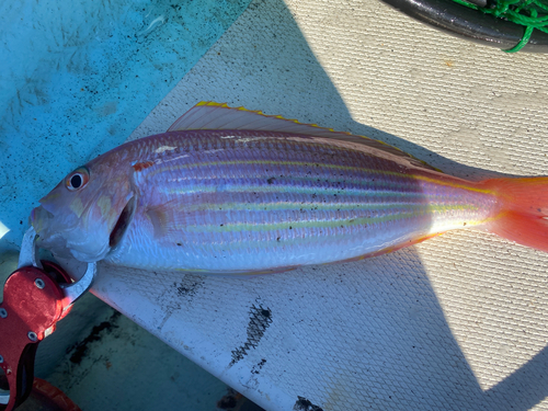 イトヨリダイの釣果