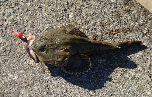 カジカの釣果