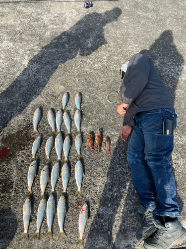 コノシロの釣果