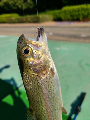 ニジマスの釣果