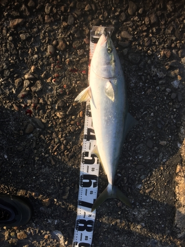 イナダの釣果