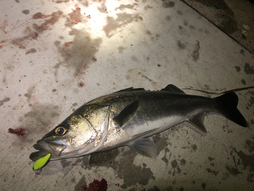 シーバスの釣果