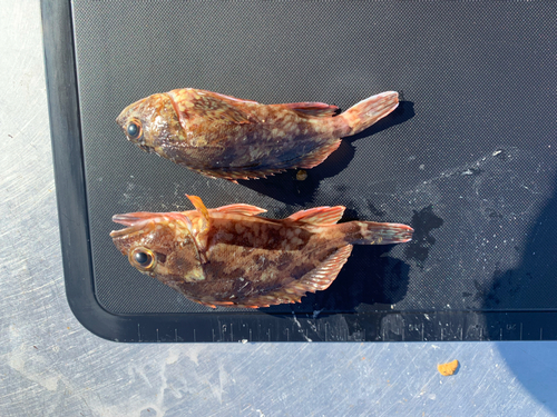 アコウの釣果