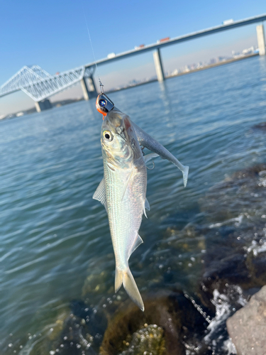 コノシロの釣果