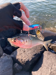 コノシロの釣果