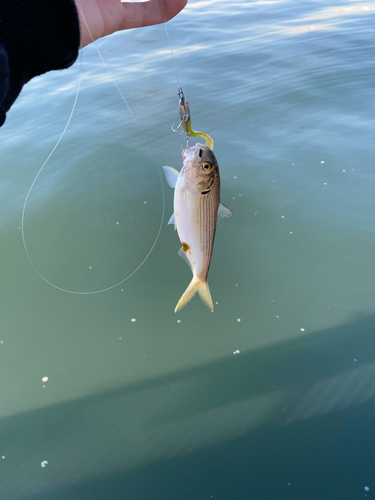 コノシロの釣果