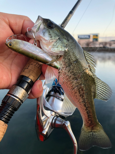 ブラックバスの釣果