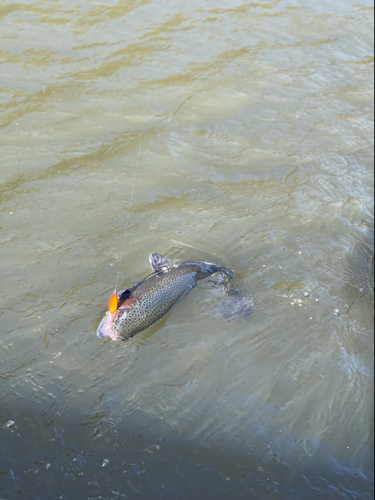 ニジマスの釣果