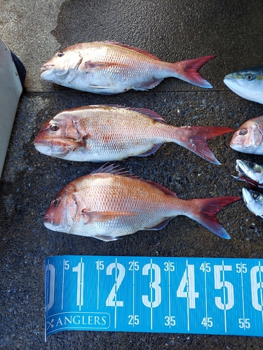 マダイの釣果