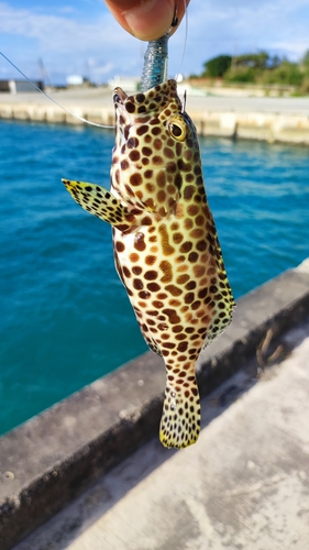 イシミーバイの釣果