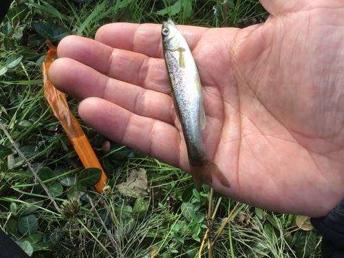 アブラハヤの釣果