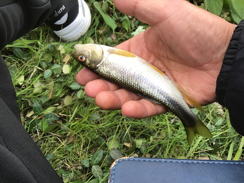 カワムツの釣果