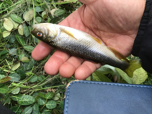 カワムツの釣果