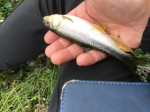 カワムツの釣果