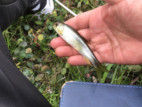 カワムツの釣果