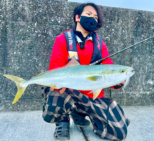 ブリの釣果