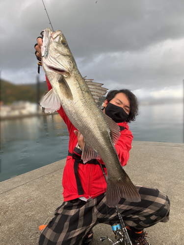 マルスズキの釣果