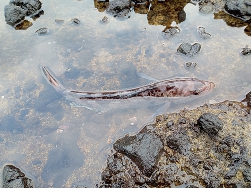 ホッケの釣果