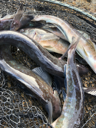 ホッケの釣果