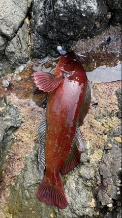 ウサギアイナメの釣果