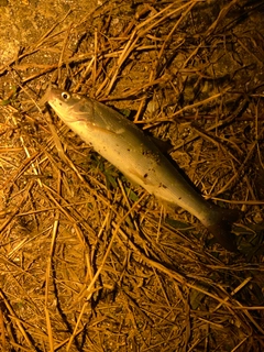 ウグイの釣果