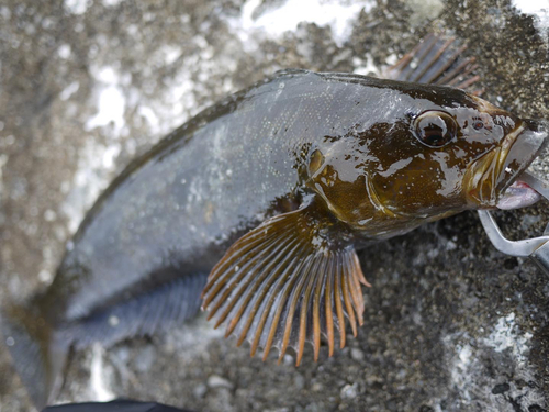 アイナメの釣果