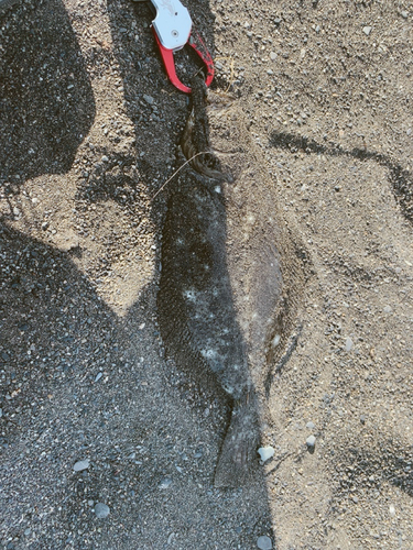 ヒラメの釣果