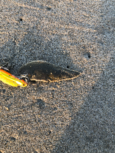 シタビラメの釣果