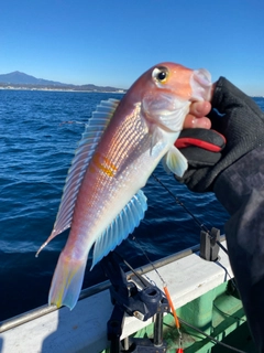 アマダイの釣果