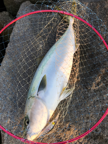 ハマチの釣果